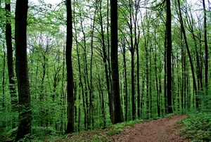 alberi, verde, bosco, sentiero, foglie, rami, tronchi