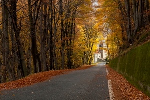autunno, alberi, strada, foglie, viale, chiesa, giallo, campanile