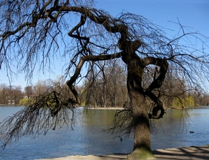 rami, albero, acqua, fiume, cielo, alberi, spoglio, lago, riva, tronco, azzurro
