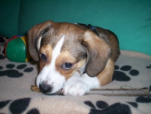 cane, muso, cucciolo, orecchie, occhi, zampa, palla, zampe, legno, bastone