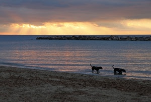 mare, cani, spiaggia, acqua, tramonto, nuvole, cielo, scogli, due, sole, scogliera