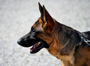 cane, orecchie, muso, pastore, animale, denti, tedesco, pelo