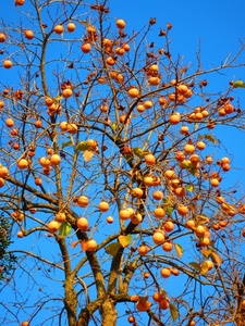 albero, rami, frutti, cachi, arancio, frutta, arancione, foglie, giallo, cielo