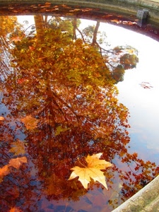 autunno, riflesso, albero, foglie, acqua, foglia, riflessi, alberi, giallo