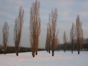 alberi, neve, inverno, cielo, pioppi, paesaggio, rami, filari