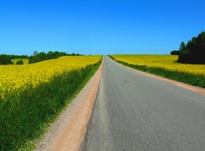 strada, verde, giallo, campi, cielo, alberi, prospettiva, fiori, piante