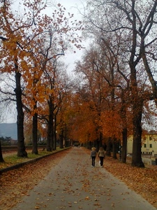 autunno, alberi, viale, foglie, passanti, strada, persone, due
