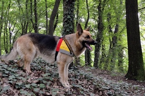 cane, bosco, alberi, lupo, pastore, foglie, tedesco