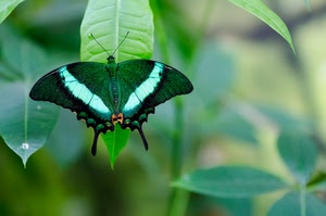 farfalla, ali, verde, foglie, antenne, natura, insetto, foglia, nero, colori, macro, insetti