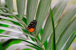 farfalla, foglie, verde, ali, arancione, insetto, arancio, pianta