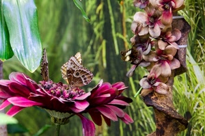 farfalle, fiori, fiore, farfalla, verde, petali, foglie, viola, natura, due