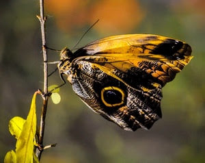 farfalla, ali, giallo, foglie, ramo, nero, zampe, antenne, stelo