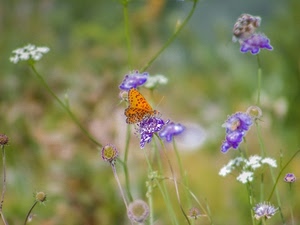 farfalla, fiori, arancione, viola, ali, insetto, verde, macro