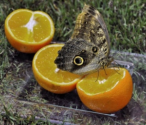 farfalla, ali, arance, frutta, giallo, tre, erba, arancia, vetro, arancio