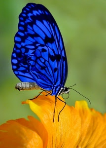 blu, farfalla, giallo, fiore, ali, macro