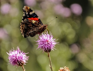 farfalla, fiori, macro, insetto, fiore, ali, rosa, due