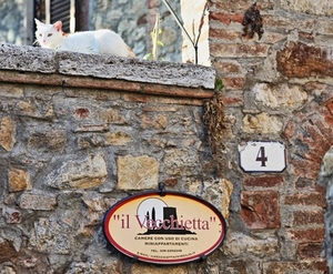 gatto, insegna, numero, muro, quattro, bianco