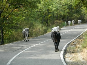 strada, alberi, mucche, bosco, verde, animali