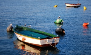 mare, barche, boe, barca, acqua, verde, azzurro, galleggianti, riflesso, uccelli, gabbiani