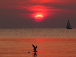 tramonto, mare, barca, gabbiano, rosso, sole, uccello