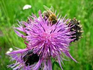 fiore, ape, verde, viola, insetto, ali, petali, rosa