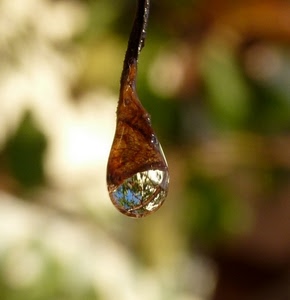 riflesso, goccia, ramo, acqua, macro, marrone, riflessi, sfocato, cielo