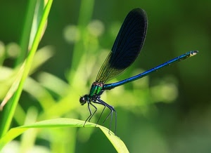 ali, verde, libellula, foglie, insetto, blu, erba, zampe, zampette, coda, natura, macro, sfocato