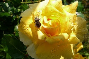 rosa, verde, foglie, giallo, petali, insetto, fiore, gocce, cimice, piante, antenne, acqua, insetti, gialla
