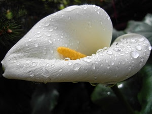 fiore, gocce, calla, bianco, giallo, acqua, goccia, pioggia, calle