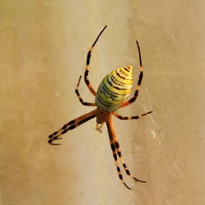 ragno, ragnatela, giallo, zampe, arancione, macro, arancio