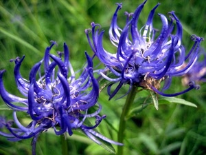 verde, fiori, blu, petali, foglie, azzurro, due, fiore, gambo, macro