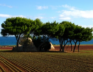 alberi, campo, verde, mare, cielo, pini, acqua, coltivazione, linee