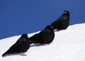 tre, nero, merli, uccelli, neve, bianco, azzurro, blu