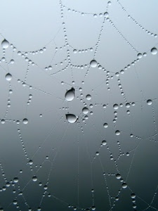 acqua, ragnatela, gocce, fili, grigio, macro, tela, sfere, rugiada