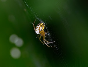 ragno, verde, zampe, ragnatela, macro, tela, animale