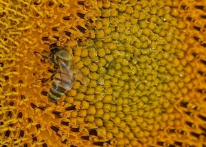 ape, giallo, fiore, macro, girasole, ali, polline, arancione, insetto