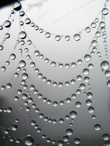 gocce, ragnatela, acqua, fili, grigio, bianconero, rugiada, sfere, riflessi, perle, cerchi
