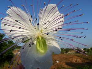 fiore, bianco, petali, pistilli, cielo, alberi, natura, verde, macro, stami, sfocato
