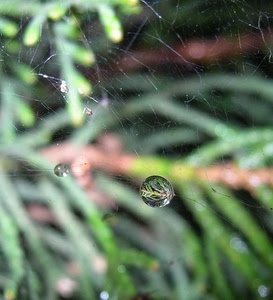 ragnatela, gocce, verde, riflesso, goccia, macro, rugiada, sfocato, foglie
