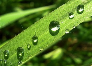 gocce, verde, acqua, macro, erba, foglia, rugiada, foglie, diagonale