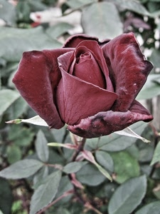 rosa, fiore, foglie, petali, verde, rosso, pianta, macro