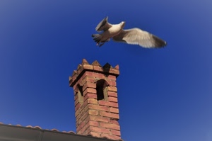 comignolo, uccello, ali, tetto, cielo, colombo, volo, azzurro, piccione, mattoni