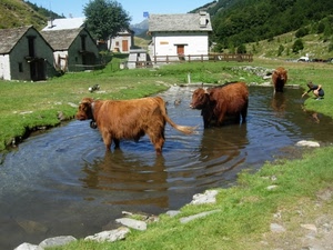 mucche, acqua, case, montagna, stagno, pozza, campagna, prato, verde, lago, animali