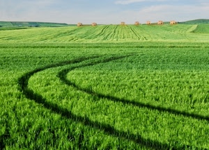 verde, campo, erba, cielo, curve, case, prato, solchi, grano, pianura