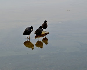 acqua, tre, uccelli, riflesso, sasso, riflessi, animali, volatili