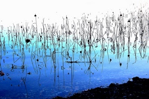 acqua, azzurro, blu, lago, riflesso, nero, fili, erba, sassi, astratto, riflessi, piante