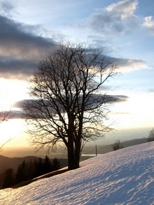 albero, neve, nuvole, inverno, rami, tramonto, cielo