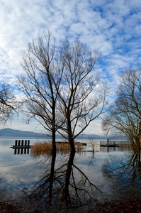 alberi, riflesso, lago, acqua, nuvole, cielo, rami