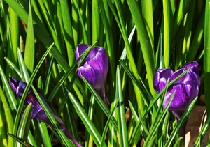 viola, verde, fiori, tre, foglie, erba, piante, petali, tulipani