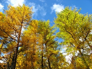 alberi, cielo, foglie, autunno, rami, nuvole, giallo, azzurro, bosco
